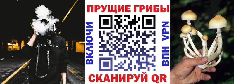 mega ТОР  Судогда  Псилоцибиновые грибы Magic Shrooms  закладка 